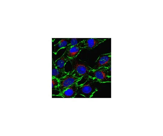 62-8524-07　［Discontinued］Anti-MIB1 Antibody, clone 5G10.2　MABS1200