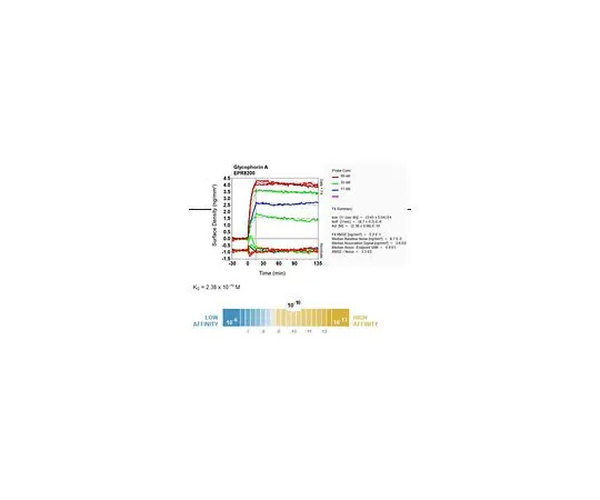 62-8512-56　［Discontinued］Anti-Glycophorin A, clone EPR8200, Rabbit Monoclonal　MABF758
