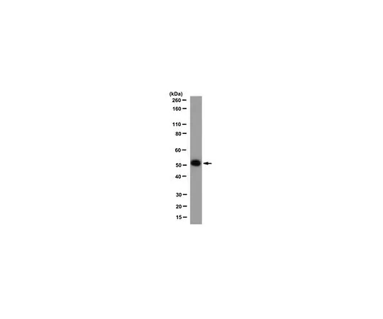 62-8516-62　［Discontinued］Anti-NR1H2 (LXR beta) Antibody, clone 1E1.1 Cat. No. MABN82　MABN82