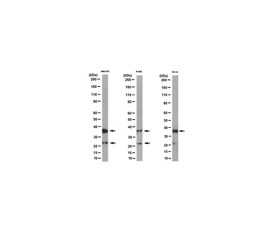62-8501-57　［Discontinued］Anti-CRK Antibody, clone 7A6.1 Cat. No. MABC172　MABC172