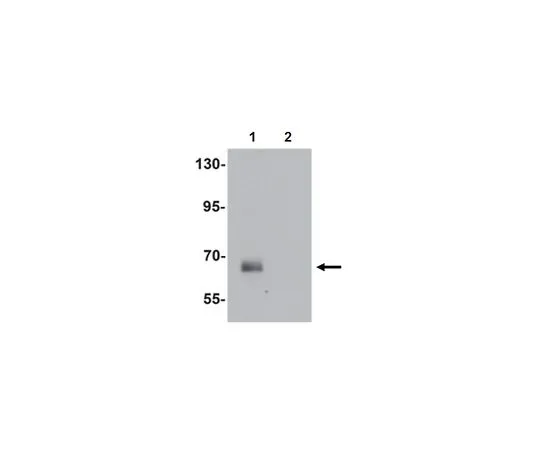 62-8458-99　［Discontinued］Anti-SPATA18 Antibody ABC853　ABC853