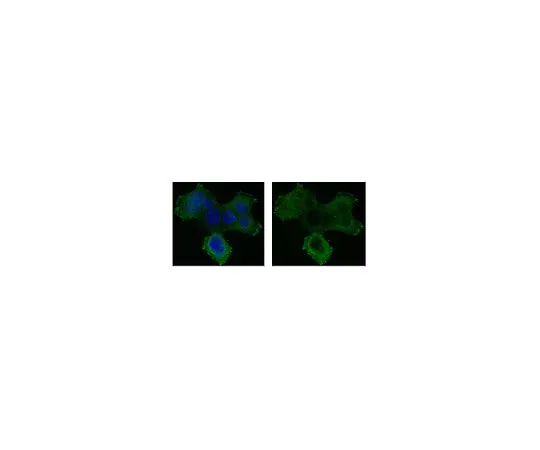 62-8525-73　［Discontinued］Anti-Kinesin-like protein KIF11 Antibody, clone 14B12.2, Cat. No. MABT152　MABT152