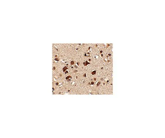 62-8466-79　［Discontinued］Anti-Slitrk6　ABN350