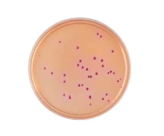 63-6526-69 BD BBL (TM) Desoxycholate Agar Medium 251550
