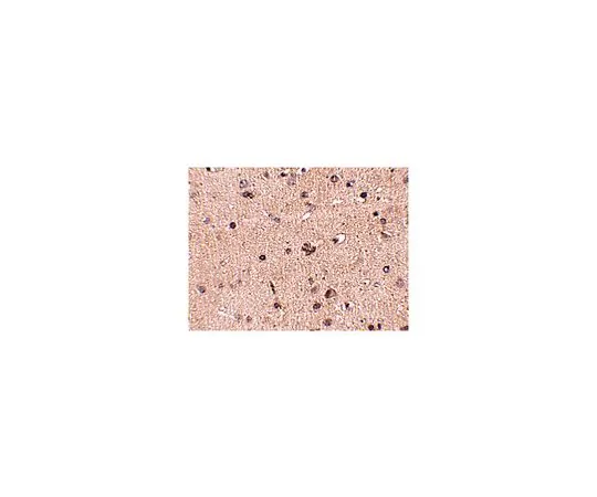 62-8466-74　［Discontinued］Anti-Slitrk2　ABN345