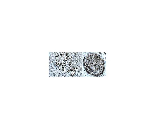 62-8496-94　［Discontinued］Anti-PDX-1, clone 6F6.1; 100 μL　MAB4425