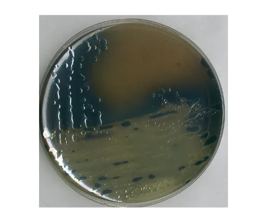 61-0200-39　［Discontinued］Sulfite Bismuth Agar Medium (WILSON-BLAIR) Salmonella for Separation, Differentiation Of Typhi 105418 500G　1.05418.0500