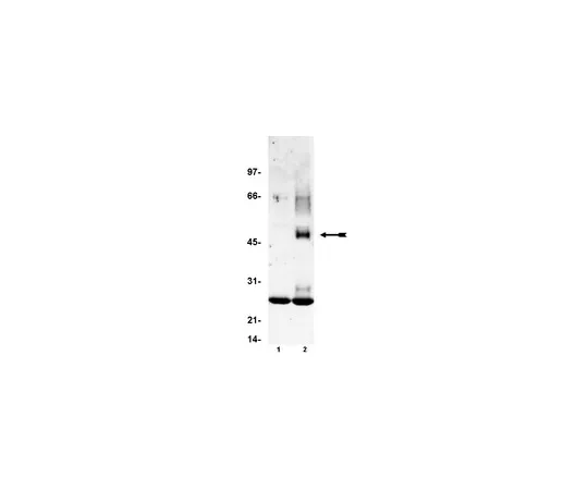 62-8371-37　［Discontinued］Anti-FcεRI α subunit , clone 3G6; 200 μL　05-491