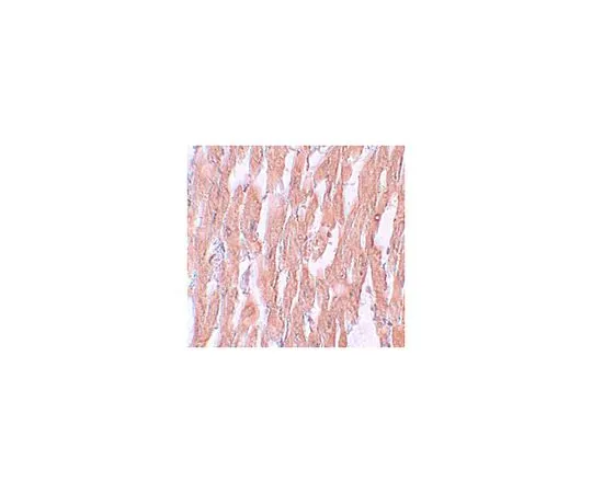 62-8457-79　［Discontinued］Anti-KPNA2　ABC342