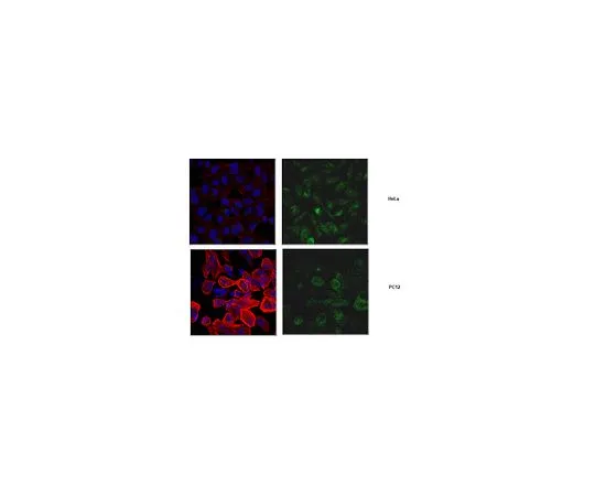 62-8458-34　［Discontinued］Anti-VAMP-7　ABC465