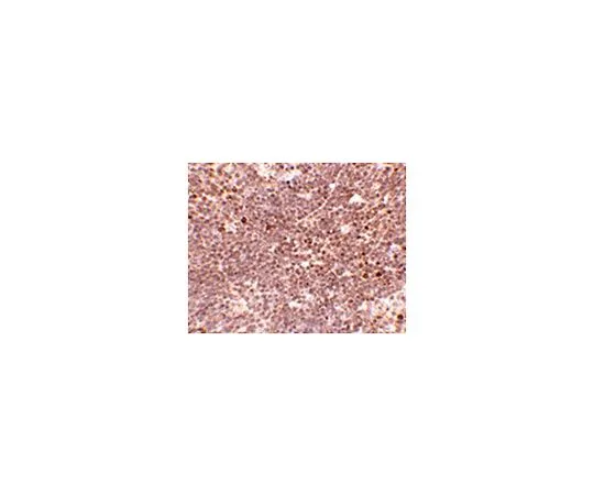 62-8464-73　［Discontinued］Anti-S1P1　ABF203