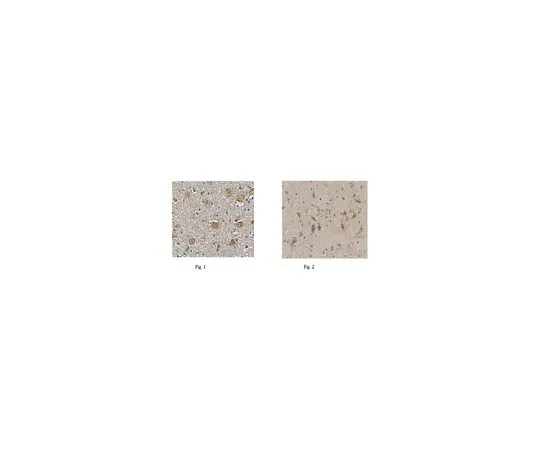 62-8517-61　［Discontinued］Anti-Neuroleukin/GPI Antibody, clone 10C2.1 MABN373　MABN373