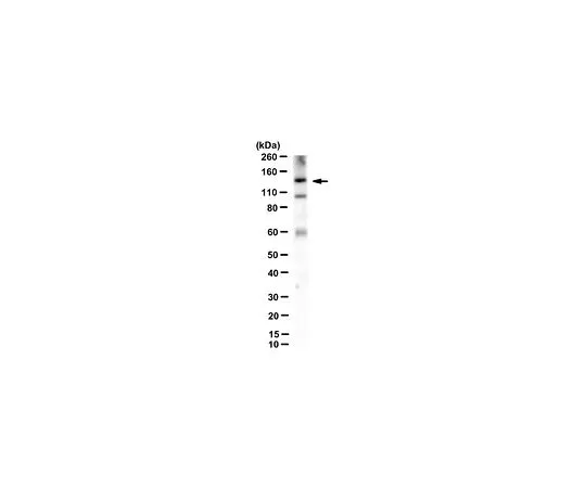 62-8508-21　［Discontinued］Anti-PARP10/ARTD10 Antibody, clone 5H11　MABE1044