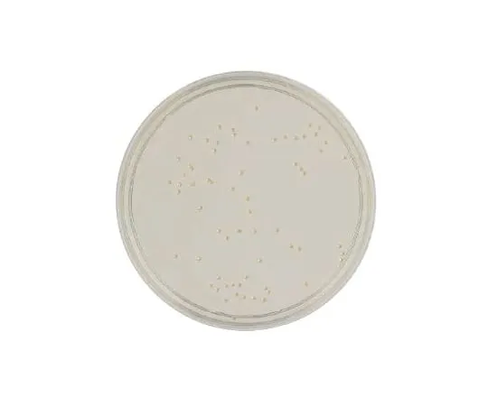 63-6526-78 BD BBL (TM) SCD Agar Medium RT 252479