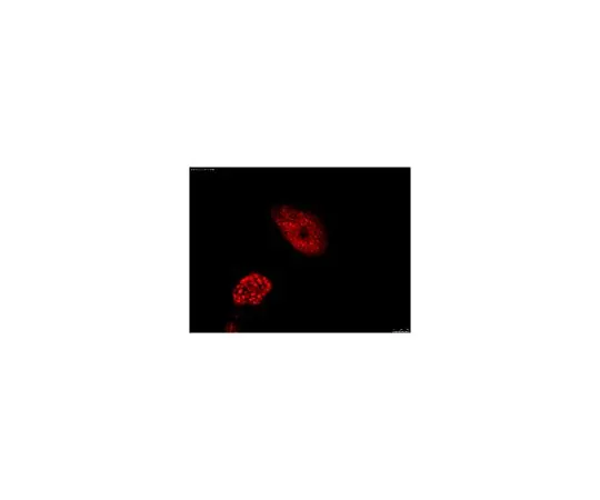 62-8496-90　［Discontinued］Anti-OCT-4 [POU5F1] Antibody, clone 7F9.2, Cy3 conjugate　MAB4419C3