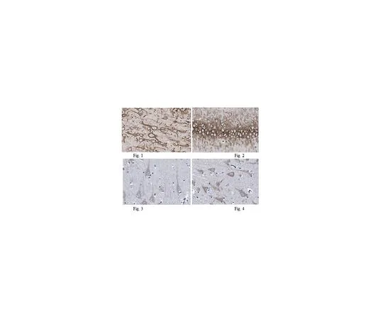 62-8518-16　［Discontinued］Anti-AMIGO-1 Antibody, clone L86/33 Cat. No. MABN499　MABN499