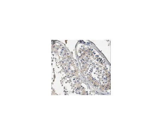 62-8518-28　［Discontinued］Anti-Snapin Antibody, clone L8/15, Cat. No. MABN515　MABN515