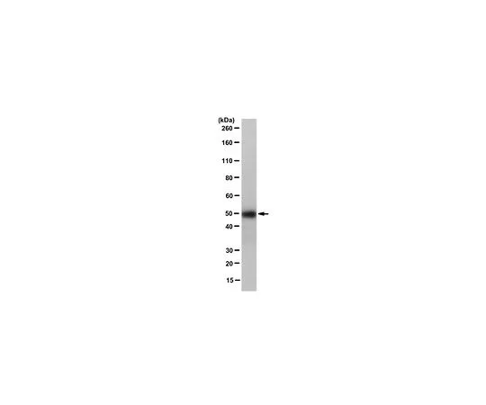 62-8502-30　［Discontinued］Anti-Caspase 12, clone 14F7　MABC555