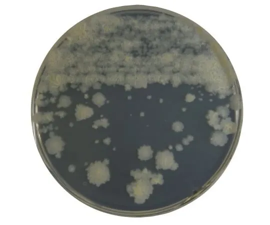 63-6527-75 BD BBL (TM) 7 H 11 Agar Medium 20 sheets 252119