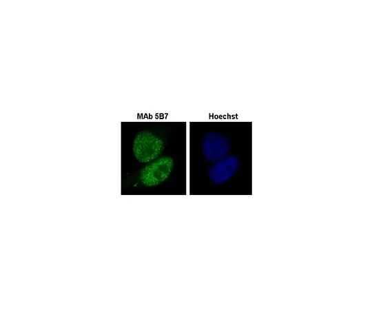 62-8508-50　［Discontinued］Anti-BRG1/BAF190A Antibody, clone 5B7　MABE1118