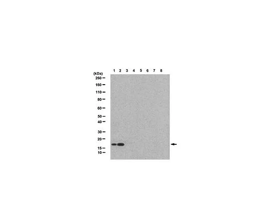 62-8383-17　［Discontinued］Anti-Histone H2A.Bbd; 100 μg　06-1319