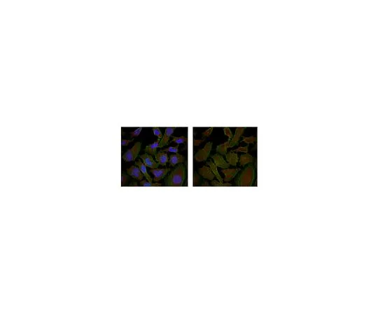62-8469-65　［Discontinued］Anti-p115 RhoGEF Antibody, Cat. No. ABS208　ABS208