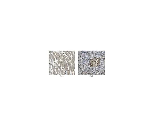 62-8518-90　［Discontinued］Anti-PEX7 Antibody, clone N232/9 Cat. No. MABN659　MABN659
