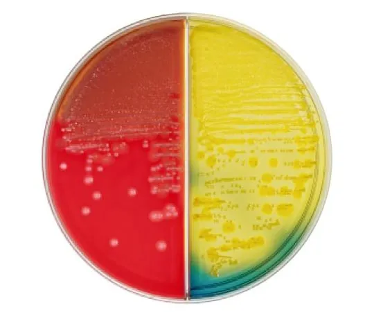63-6527-76 BD BBL (TM) TSAII 5% Sheep Blood Agar Medium/BTB Lactose Agar Medium 20 sheets 258281