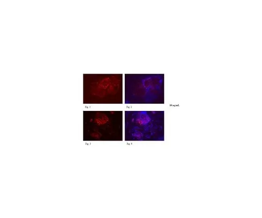 62-8496-97　［Discontinued］Anti-Podocalyxin-like protein I, clone mAb 85; 200 μL　MAB4433