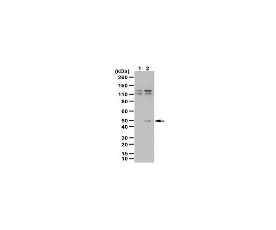 62-8473-33　［Discontinued］Anti-phospho-VASP, (Ser157)　ABT265