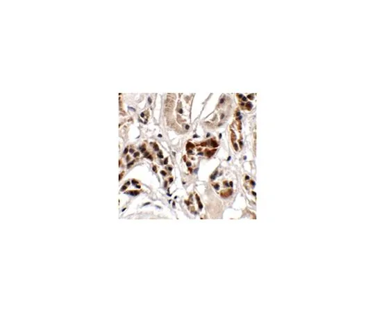 62-8464-92　［Discontinued］Anti-UHRF1BP1　ABF222