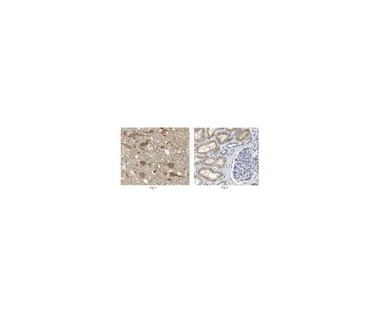 62-8518-51　［Discontinued］Anti-Laforin Antibody, clone N84/37 , Cat. No. MABN606　MABN606