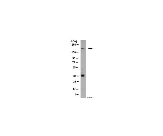 62-8389-33　［Discontinued］Anti-phospho-Raptor (Ser877); 100 μg　09-107