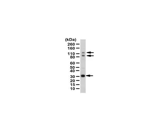 62-8388-65　［Discontinued］Anti-ARHGAP30 Antibody Cat. No. 07-2146　7-46