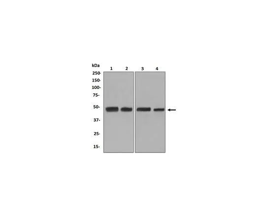 62-8520-23　［Discontinued］Anti-Pannexin 1, clone EPR5556, Rabbit Monoclonal　MABN1117