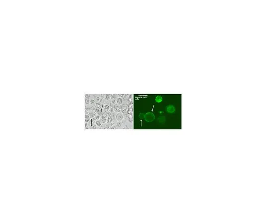 62-8504-79　［Discontinued］Anti-Lgr5/GPR49 Antibody, clone 5C8　MABD399