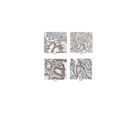 62-8457-24　［Discontinued］Anti-Bcl-2-like protein 11 Antibody Cat. No. ABC233　ABC233