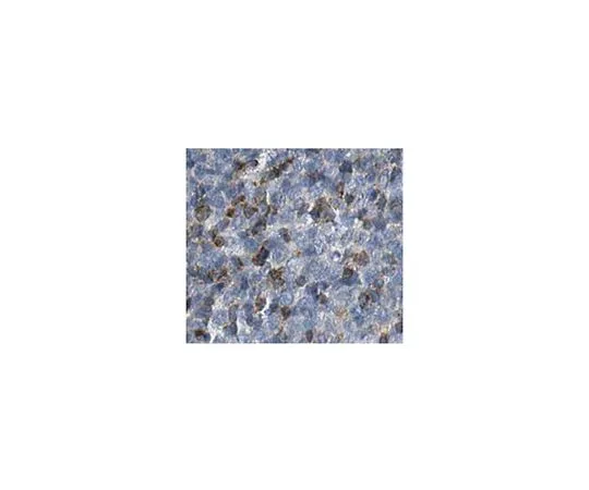 62-8517-75　［Discontinued］Anti-RAB27A, clone 16H2.1　MABN446