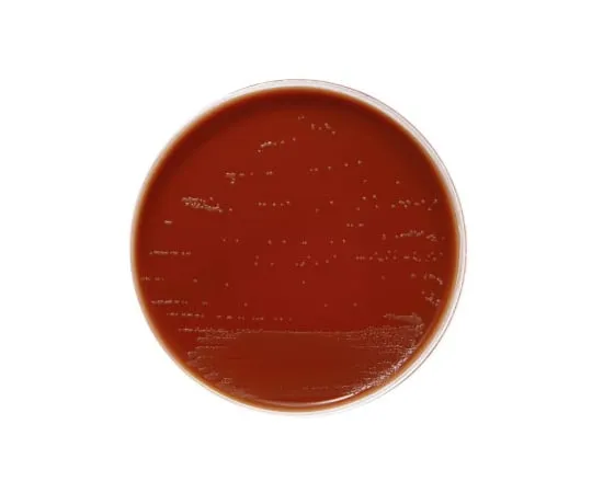 63-6527-55　［Discontinued］BD BBL (TM) modified Shear Martin II agar medium 20 sheets　221567