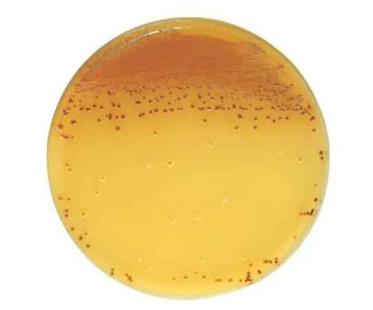 63-6527-50　［Discontinued］BD BBL (TM) Bird Seed Agar Medium 10 Sheets　297875