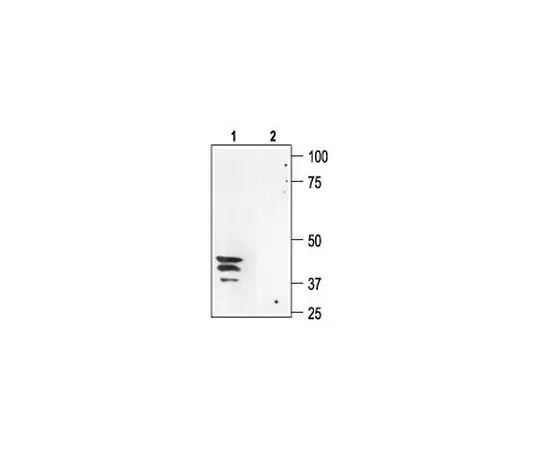 62-8408-41　［Discontinued］Anti-Aquaporin 3 (275-292) Rabbit Polyclonal Antibody　178613-1ST