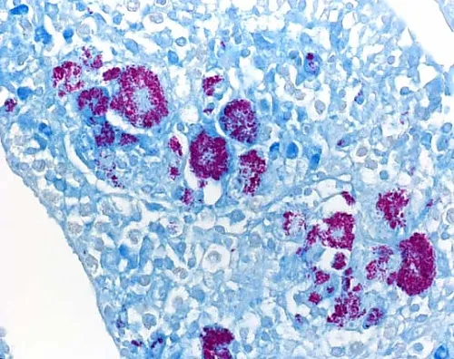 61-0317-55　［Discontinued］Guard Cartridge for Chromolith(R) Prep 10-25 mm 125260 1ST　1.25260.0001