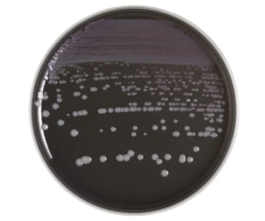 63-6527-61　［Discontinued］BD BBL (TM) BCYE Agar Medium 20 sheets　252164