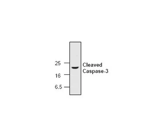 62-8530-02　［Discontinued］Anti-Caspase-3, Cleaved (Ab-2) Rabbit pAb　PC679-50UG
