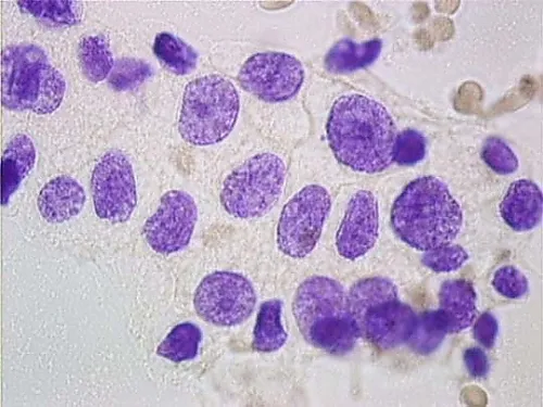 61-0303-60　［Discontinued］Feulgen DNA Staining Kit 107907 1Set　1.07907.0001