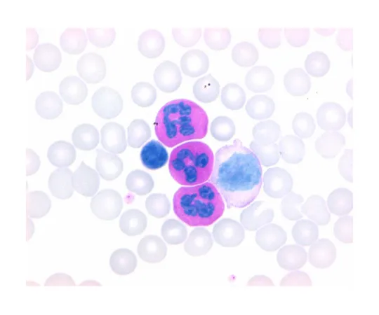 61-0311-18　［Discontinued］LEUCOGNOST(R) Fixed Agent for Enzyme Cytochemistry 112327 500mL　1.12327.0500