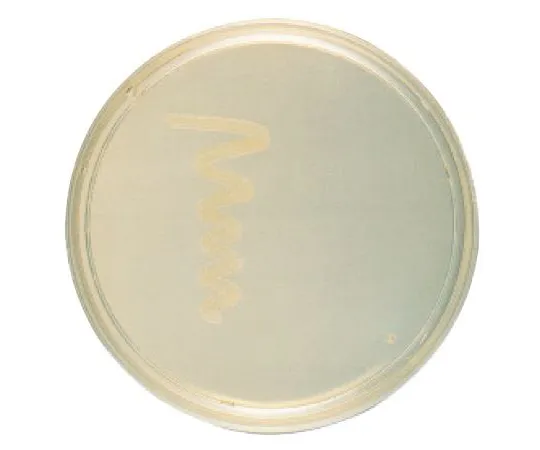 63-6527-43　［Discontinued］BD BBL (TM) MRSA screen agar 20 sheets　251183