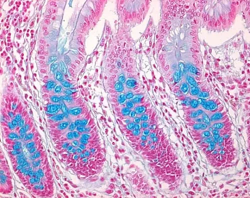 61-0297-19　［Discontinued］Alcian Blue 8GX(C.I.74240) for Microscope Certistain 105234 10G　1.05234.0010