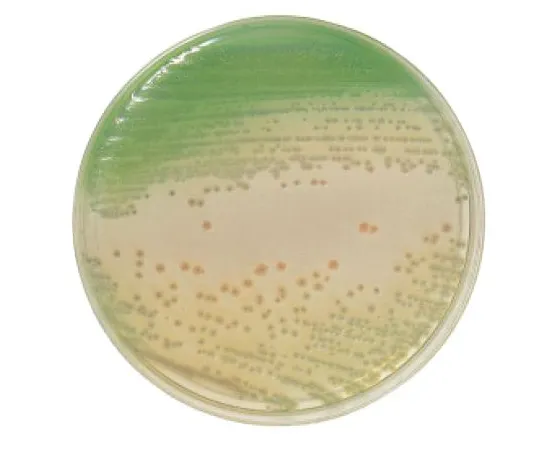 63-6527-74　［Discontinued］BD BBL (TM) PASA Agar Medium 20 sheets　251144