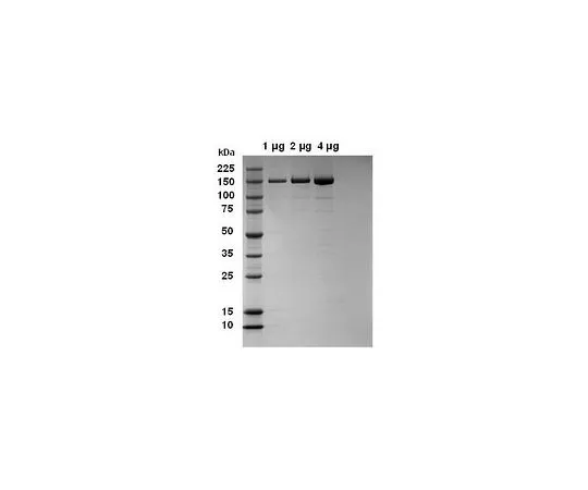 62-8433-54　［Discontinued］Phospholipase C-γ-2, His⋅Tag(R)fusion　525189-50UG